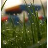 GrassBlick