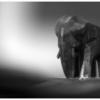 Mammut
